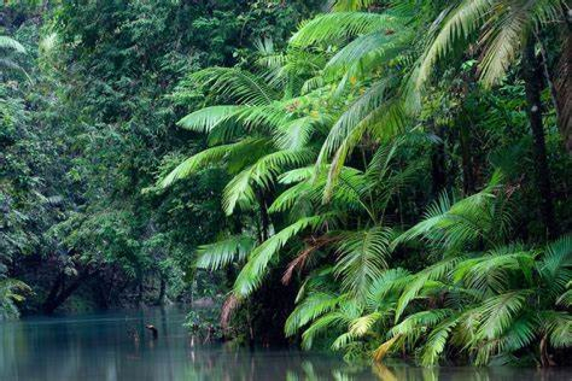 OMONDO ENVIRONNEMENT - Restauration des écosystèmes : un projet ambitieux redonne vie à une forêt tropicale